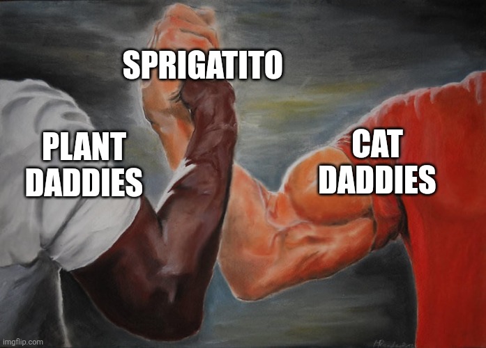 Holding hands | SPRIGATITO; CAT DADDIES; PLANT DADDIES | image tagged in holding hands | made w/ Imgflip meme maker