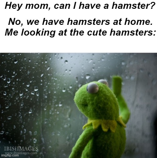 kermit window | Hey mom, can I have a hamster? No, we have hamsters at home.
Me looking at the cute hamsters: | image tagged in kermit window,memes,funny,funny memes | made w/ Imgflip meme maker
