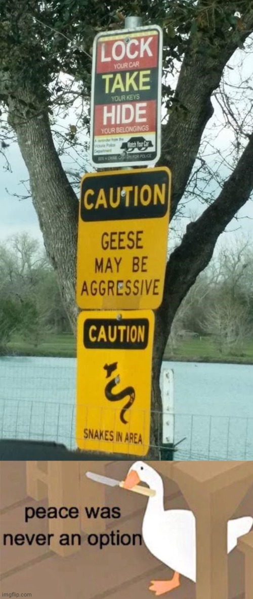Geese, snake, etc. | image tagged in untitled goose peace was never an option,car,geese,snakes,memes,funny signs | made w/ Imgflip meme maker