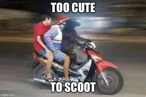 Cute dog pun | TOO CUTE; TO SCOOT | image tagged in dog scooter,cute,cute dog,scooter | made w/ Imgflip meme maker