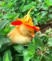 Happy duck with flower hat Blank Meme Template
