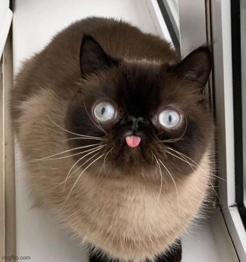 Bleps the cat | image tagged in bleps the cat | made w/ Imgflip meme maker