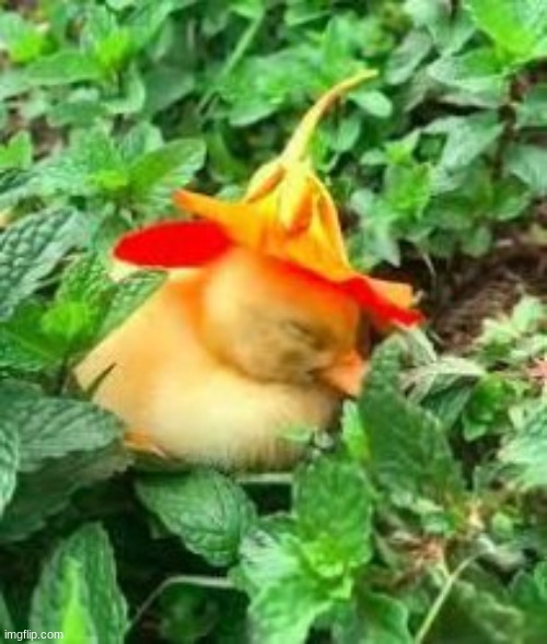 Cute duck wearing flower hat (ex. in comments | image tagged in duck,flower,hats,cute | made w/ Imgflip meme maker