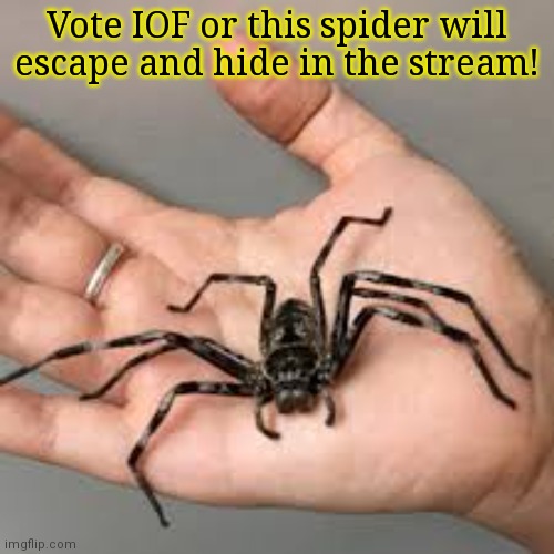 From the desk of playboi | Vote IOF or this spider will escape and hide in the stream! | image tagged in no i dont think i will,spider,ahhhhhhhhhhhhh,vote,iof | made w/ Imgflip meme maker