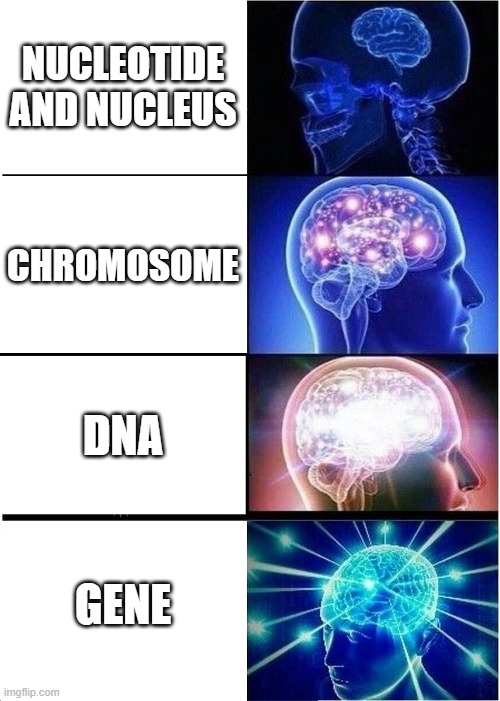 Expanding Brain Meme | NUCLEOTIDE AND NUCLEUS; CHROMOSOME; DNA; GENE | image tagged in memes,expanding brain | made w/ Imgflip meme maker