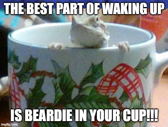 Beardie in a cup |  THE BEST PART OF WAKING UP; IS BEARDIE IN YOUR CUP!!! | image tagged in beardie,dragon,funny,funny memes | made w/ Imgflip meme maker