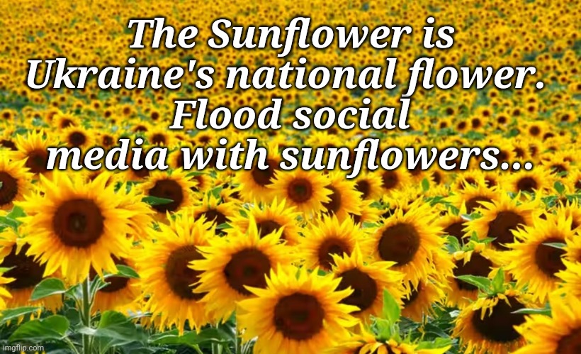 Sunflowers #2 | The Sunflower is Ukraine's national flower. 
Flood social media with sunflowers... | image tagged in ukraine | made w/ Imgflip meme maker
