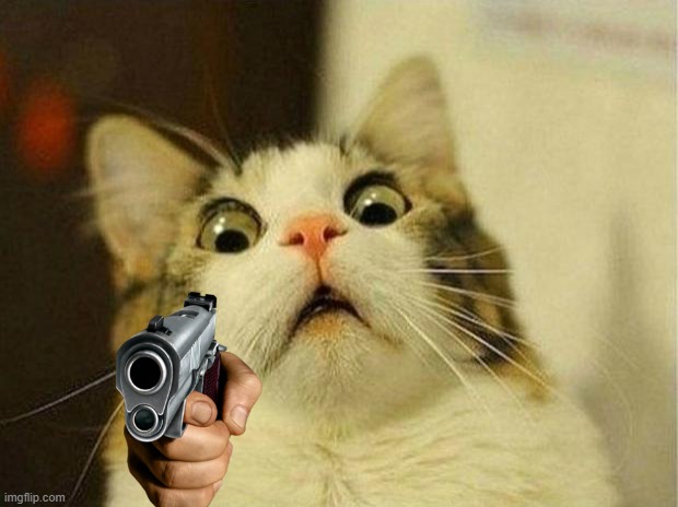 Scared Cat Meme | image tagged in memes,scared cat | made w/ Imgflip meme maker