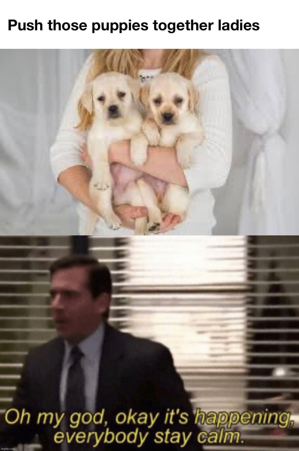 Puppies | image tagged in oh my god okay it's happening everybody stay calm | made w/ Imgflip meme maker