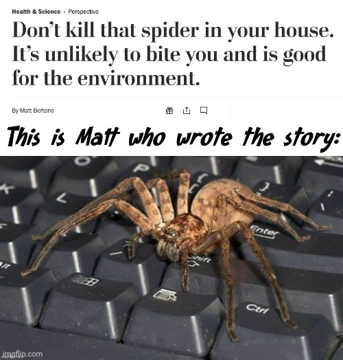 No no no no no no | image tagged in no,spider,harmless,little,friends | made w/ Imgflip meme maker