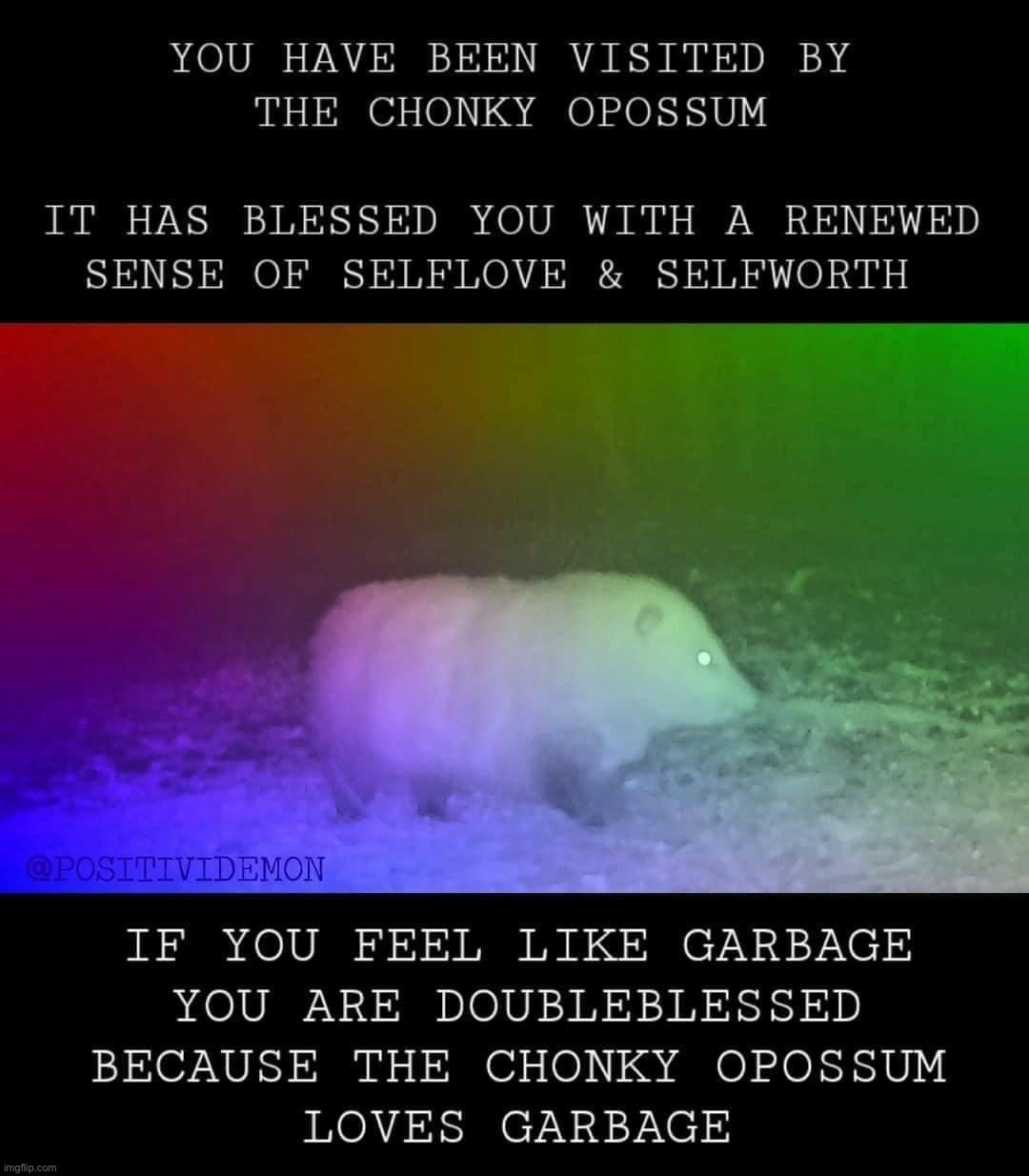 Chunky Opossum | image tagged in chunky opossum | made w/ Imgflip meme maker