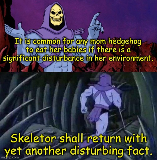 Is this how hedgehog abortion works? |  It is common for any mom hedgehog to eat her babies if there is a significant disturbance in her environment. Skeletor shall return with yet another disturbing fact. | image tagged in he man skeleton advices,hedgehog,eating,babies,sonic the hedgehog,disturbing facts skeletor | made w/ Imgflip meme maker