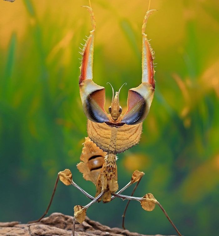 Mantis. Photo credit: Pang Way | image tagged in awesome,pics,photography | made w/ Imgflip meme maker