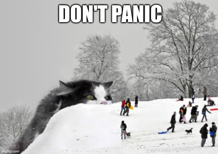 Scary Cat | DON'T PANIC | image tagged in cats,funny cat memes,lol | made w/ Imgflip meme maker