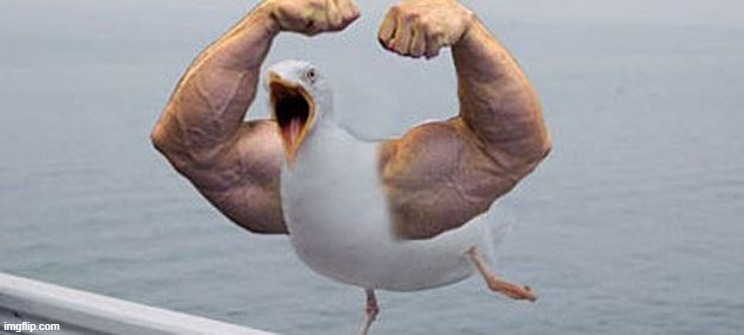 i challenge you to fight this birb  or add captions (pick one) | image tagged in strong bird | made w/ Imgflip meme maker