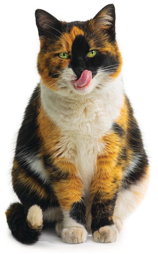 High Quality calico cat Blank Meme Template