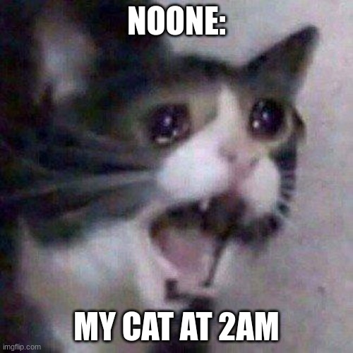 Cat Screaming | NOONE:; MY CAT AT 2AM | image tagged in cat screaming | made w/ Imgflip meme maker