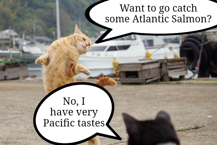 It's a cat AND a boat pun!!! | Want to go catch some Atlantic Salmon? No, I have very Pacific tastes | image tagged in i should buy a boat cat,boats,cats,puns | made w/ Imgflip meme maker