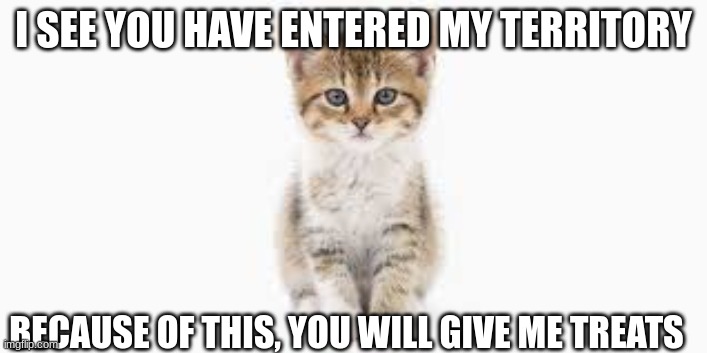 I SEE YOU HAVE ENTERED MY TERRITORY; BECAUSE OF THIS, YOU WILL GIVE ME TREATS | image tagged in cat,kitten | made w/ Imgflip meme maker