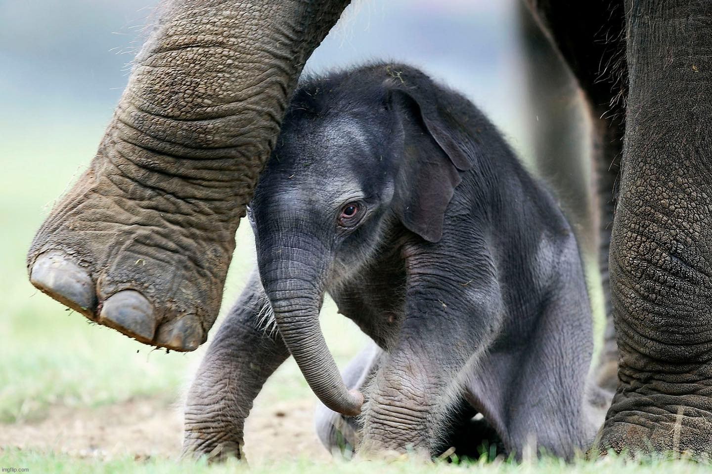 Baby Elephant with it's mom | image tagged in awesome | made w/ Imgflip meme maker