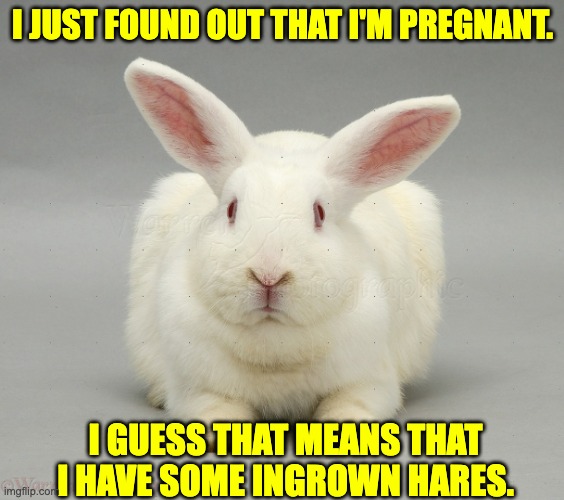 Hare | I JUST FOUND OUT THAT I'M PREGNANT. I GUESS THAT MEANS THAT I HAVE SOME INGROWN HARES. | image tagged in white rabbit | made w/ Imgflip meme maker