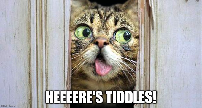 The Cat Shining | HEEEERE'S TIDDLES! | image tagged in funny cats,cat memes,the shining,heres johnny,lol | made w/ Imgflip meme maker