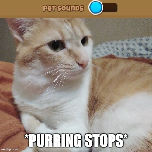 Cat | *PURRING STOPS* | image tagged in cat,btd6,barney will eat all of your delectable biscuits | made w/ Imgflip meme maker
