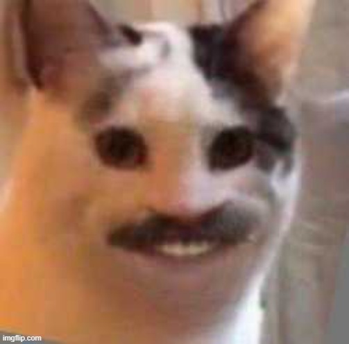 Cat | image tagged in cat | made w/ Imgflip meme maker