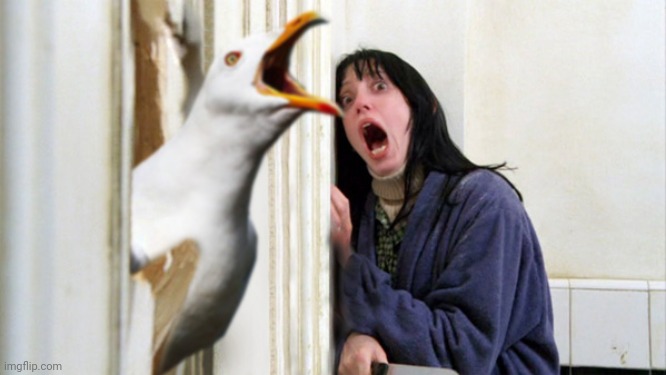 image tagged in birds,seagulls,the shining,heres johnny,lol | made w/ Imgflip meme maker