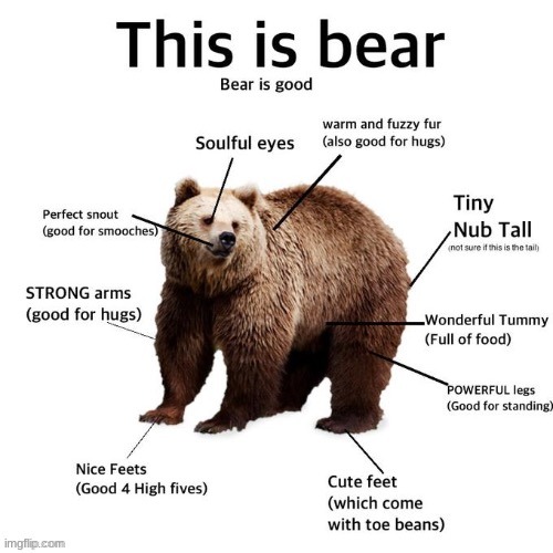 the bear appears | image tagged in bear | made w/ Imgflip meme maker