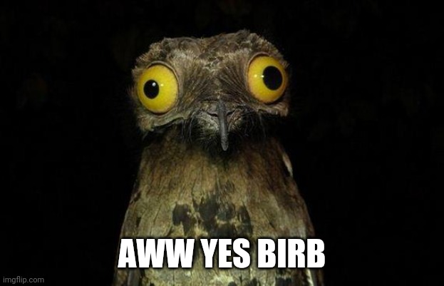 Weird Stuff I Do Potoo Meme | AWW YES BIRB | image tagged in memes,weird stuff i do potoo | made w/ Imgflip meme maker