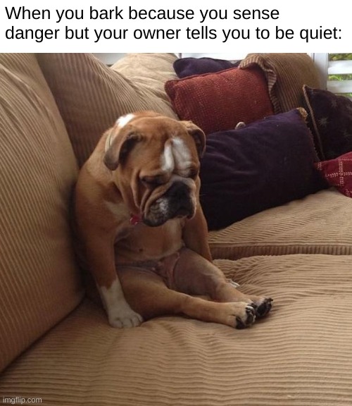 bulldogsad | When you bark because you sense danger but your owner tells you to be quiet: | image tagged in bulldogsad | made w/ Imgflip meme maker