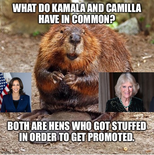 Takes one beaver to know one | WHAT DO KAMALA AND CAMILLA
HAVE IN COMMON? BOTH ARE HENS WHO GOT STUFFED
IN ORDER TO GET PROMOTED. | image tagged in beaver,memes,kamala harris,camilla,chicken,bad joke | made w/ Imgflip meme maker