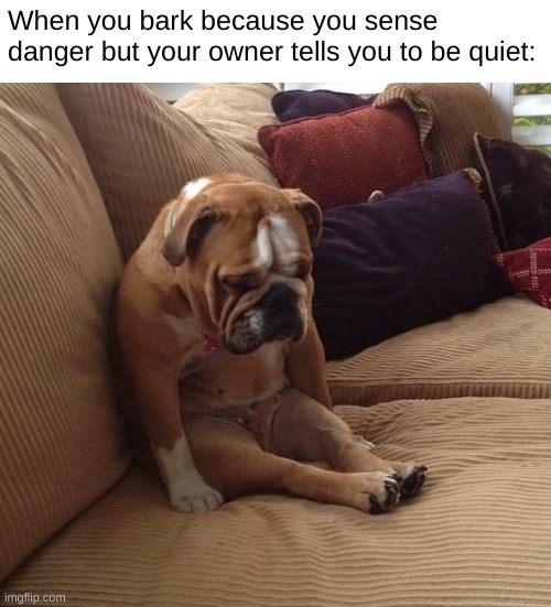 *sad woof* | image tagged in bulldogsad,dogs | made w/ Imgflip meme maker
