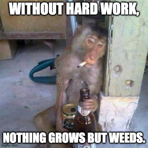 Hard work is the secret to "luck" | WITHOUT HARD WORK, NOTHING GROWS BUT WEEDS. | image tagged in drunken ass monkey,hard work,good luck,success | made w/ Imgflip meme maker