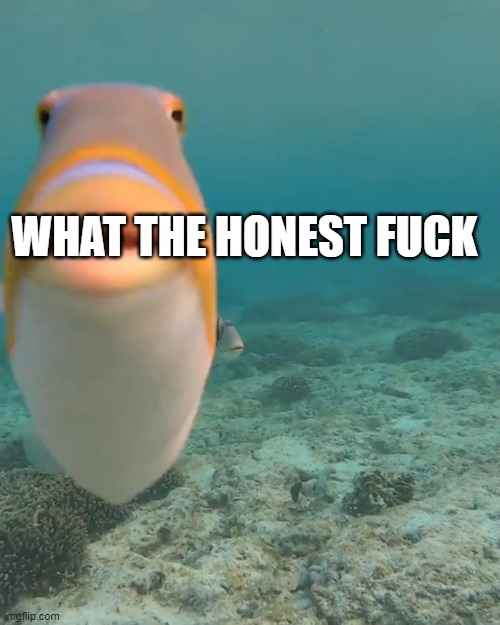 WHAT THE HONEST FUCK | image tagged in staring fish | made w/ Imgflip meme maker