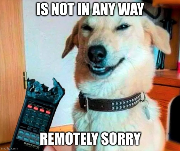 get the joke???????????????????????????? | IS NOT IN ANY WAY; REMOTELY SORRY | image tagged in evil doggo,a,s,d,f,g | made w/ Imgflip meme maker
