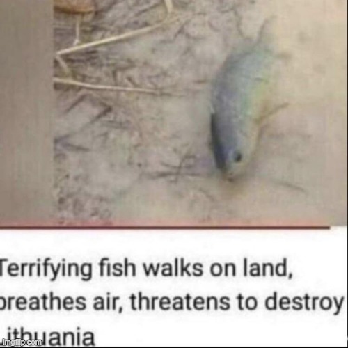 fish moment | made w/ Imgflip meme maker