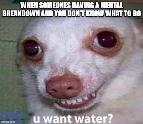 U want water? |  WHEN SOMEONES HAVING A MENTAL BREAKDOWN AND YOU DON'T KNOW WHAT TO DO | image tagged in u want water,dog,funny chihuahua,funny dog | made w/ Imgflip meme maker
