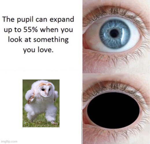 Barn Owls Are The Best | image tagged in arthur,barn owl,memes,eye | made w/ Imgflip meme maker