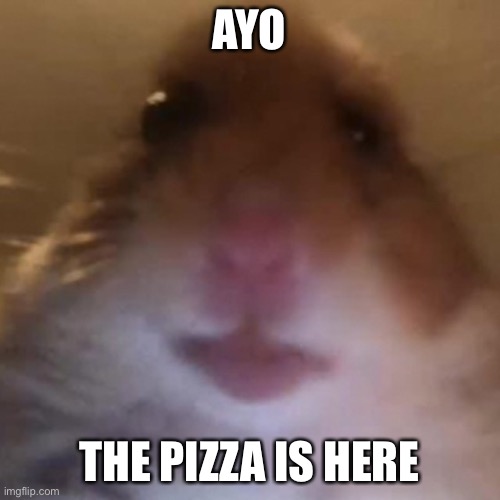 Idk | AYO; THE PIZZA IS HERE | image tagged in staring hamster | made w/ Imgflip meme maker