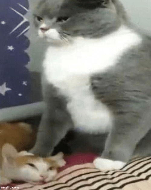 Cat Crushing Cat | image tagged in cat crushing cat | made w/ Imgflip meme maker