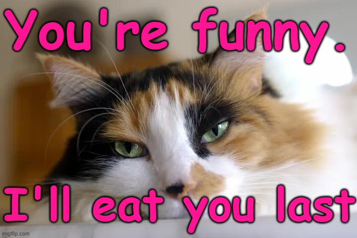 Calico Cat - you're funny, I'll eat you last | You're funny. I'll eat you last | image tagged in calico cat kitten pet beautiful,humor,funny,cat,joke,pets | made w/ Imgflip meme maker