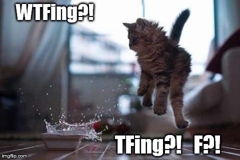 WTFing?!                                                                                                                   TFing?!   F?! | image tagged in cats,kittens | made w/ Imgflip meme maker