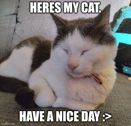 i already got him a new collar, this is an older photo. | HERES MY CAT. HAVE A NICE DAY :> | image tagged in cat | made w/ Imgflip meme maker