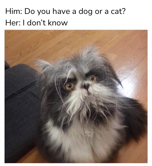 What is it? | Him: Do you have a dog or a cat? Her: I don’t know | image tagged in funny memes,funny cat memes | made w/ Imgflip meme maker