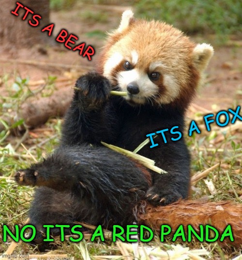 ITS A BEAR; ITS A FOX; NO ITS A RED PANDA | made w/ Imgflip meme maker