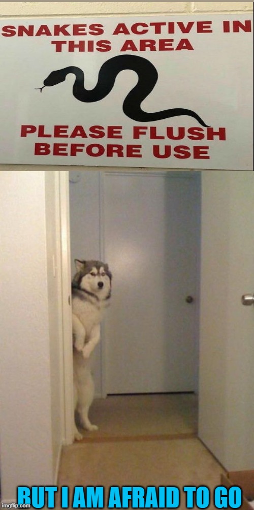 I don't want to get bitten in the rear | BUT I AM AFRAID TO GO | image tagged in shy husky,snakes,sign fail | made w/ Imgflip meme maker