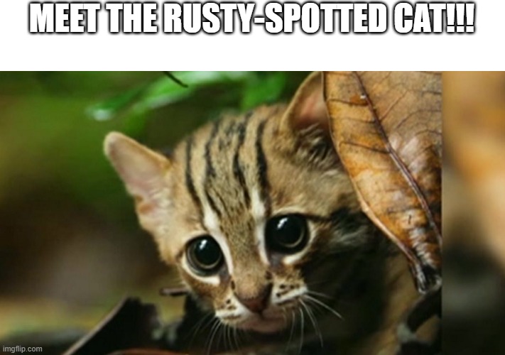 This Is The World’s Tiniest Wild Cat, And It Might Be The Cutest Thing You’ll See Today | MEET THE RUSTY-SPOTTED CAT!!! | image tagged in cats | made w/ Imgflip meme maker