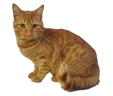 orange tabby cat sitting Blank Meme Template